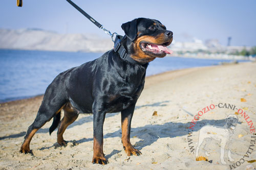 Collare a sgancio rapido indossato da
Rottweiler