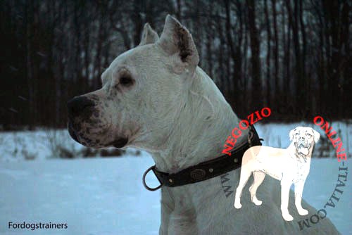 Affidabile collare in pelle naturale
indossato da Dogo Argentino