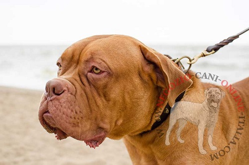 Collare in cuoio con piramidi di ottone per Dogue de Bordeaux