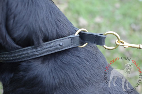 Collare indossato da Rottweiler e agganciato al guinzaglio