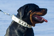 Collare bianco con tre file di decorazioni per Rottweiler