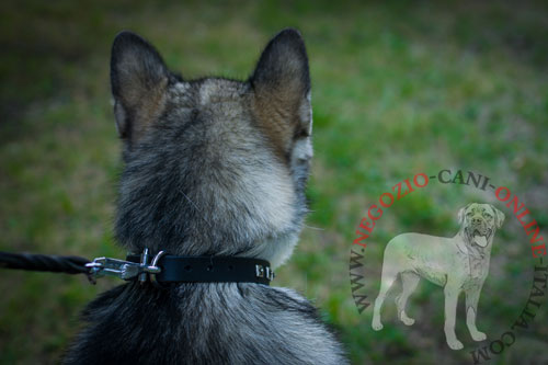 Alaskan Malamute con il collare
con piramidi