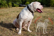 Collare in cuoio "Mighty Hound" per Bulldog Americano