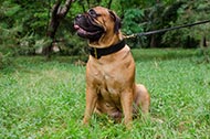 Collare in doppio strato di pelle "Double-layer" per Bullmastiff