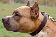 Collare in vera pelle "Bossy" per Amstaff, largo 3 cm