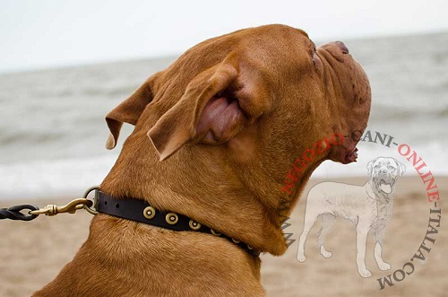 Dogue de Bordeaux con
bellissimo collare decorato indosso