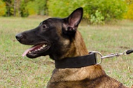 Collare classico "Laconic Austerity" largo 50 mm per Malinois Collare classico "Laconic Austerity" largo 50 mm per Malinois