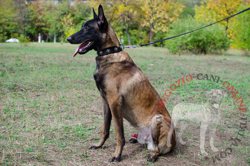 Collare con decorazioni indossato
da Malinois