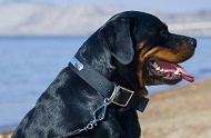 Collare in nylon con targhetta "Unparalleled" per Rottweiler