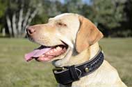 Collare in cuoio doppio "Braided Classic" per Labrador Retriever