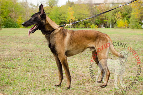 Collare a strozzo in pelle per Malinois