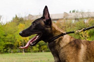 Collare a strozzo in pelle arrotondata per Malinois, 6 mm Collare a strozzo in pelle arrotondata per Malinois, 6 mm