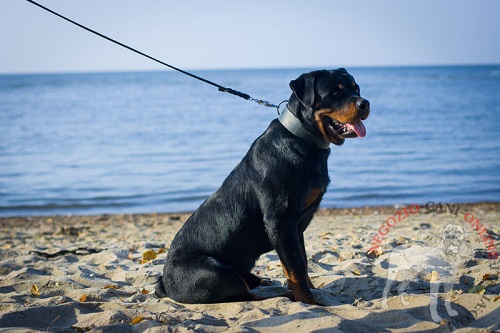 Rottweiler con collare largo in cuoio indosso