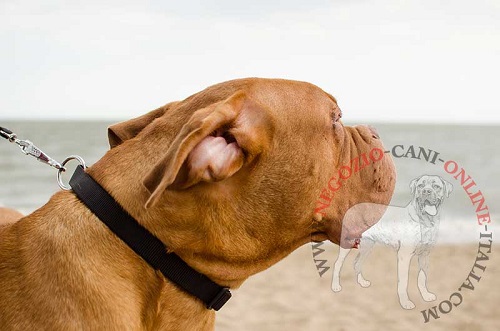 Collare in nylon regolabile
indossato da Dogue de Bordeaux