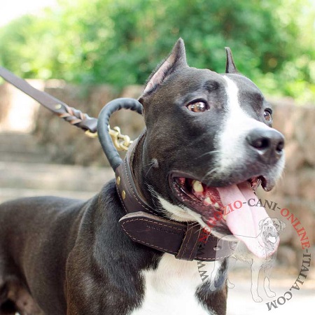 Collare con comoda maniglia per
Amstaff