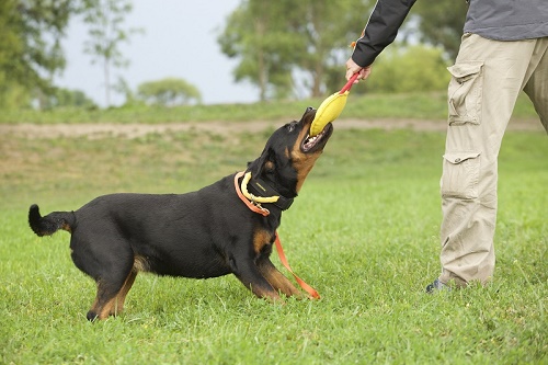 Tug da mordere rotondo per l'addestramento
del cane