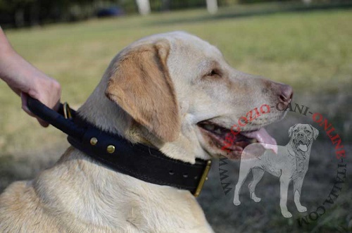 Affidabile collare indossato da
Labrador Retriever