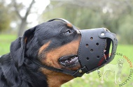 Museruola intera in cuoio "Trained dog" per Rottweiler