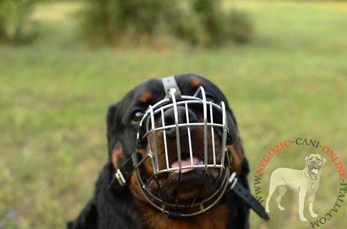 Museruola a cestello in metallo indossata da Rottweiler