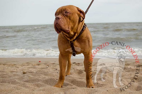 Comoda pettorina in cuoio per Dogue de Bordeaux