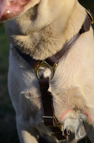 Pettorina in cuoio doppio per Labrador Retriever