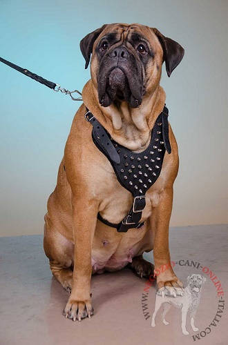 Straordinaria pettorina per Bullmastiff