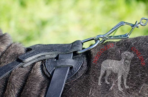 Mastino Napoletano con confortevole pettorina in cuoio
indosso