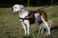 Pettorina da tiro in pelle "Pulling" per Bulldog Americano