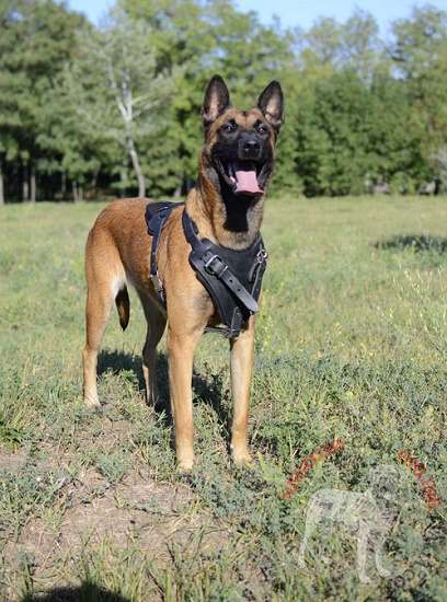 Migliore pettorina per 
Malinois