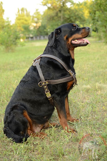 Pettorina in cuoio per Rottweiler