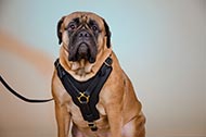 Resistente pettorina in pelle naturale "Power" per Bullmastiff