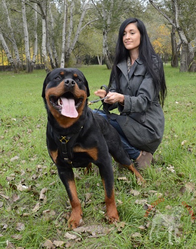 Confortevole
pettorina per uscite con Rottweiler