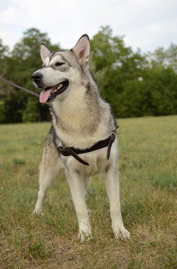 Comoda pettorina da traino
per Alaskan Malamute