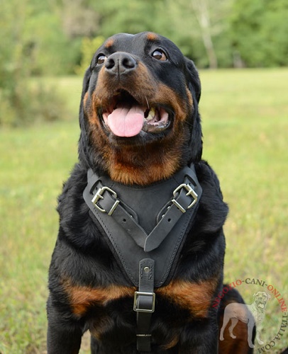 Resistente
pettorina in pelle per Rottweiler