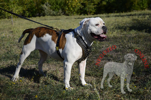 Pettorina in pelle naturale per Bulldog Americano