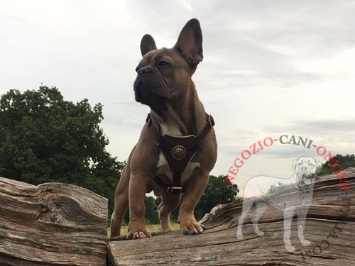 Elegante pettorina decorata per passeggiate con Bulldog Francese