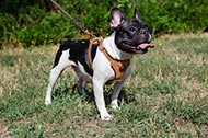 Pettorina in pelle decorata "Quiet Walk" per Bulldog Francese