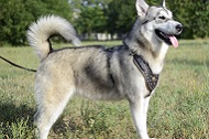 Esclusiva pettorina in pelle "Armor-Lux" per Alaskan Malamute