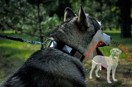 Collare in vera pelle "Mighty Hound" per Alaskan Malamute Collare in vera pelle "Mighty Hound" per Alaskan Malamute
