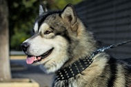 Collare in vera pelle "Cool Novelty" per Alaskan Malamute