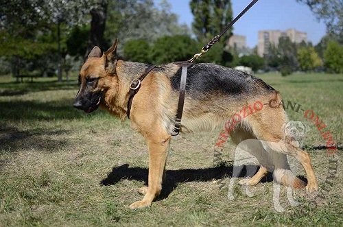 Pettorina in pelle naturale per passeggiate con Pastore Tedesco