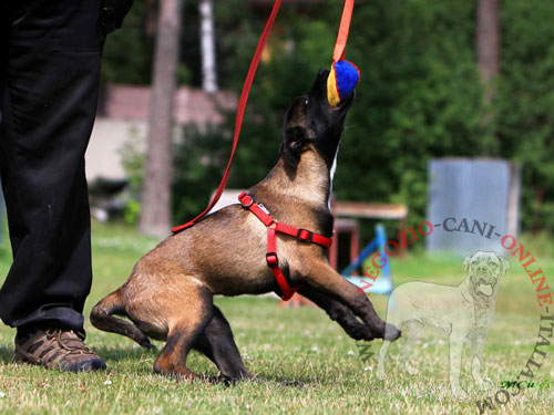 Tug da mordere in Tela Francese per 
del cane