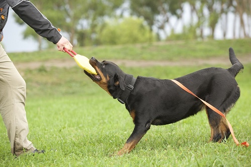 Tug da mordere per addestramento
del rottweiler