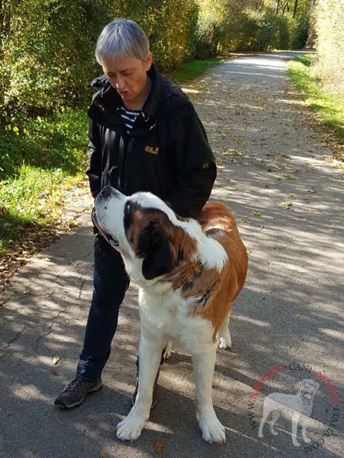 Collare a punte per
addestramento del cane di San Bernardo