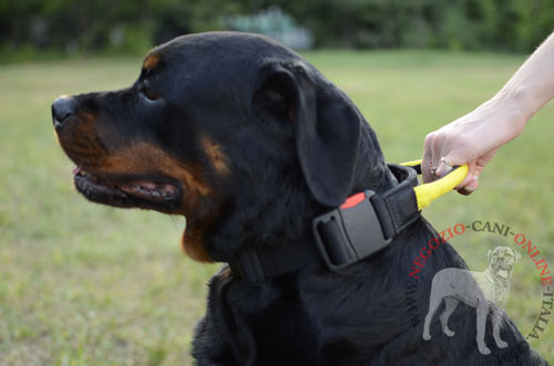 Collare con comoda maniglia indossato da Rottweiler