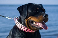 Collare rosa in vera pelle con decorazioni per Rottweiler