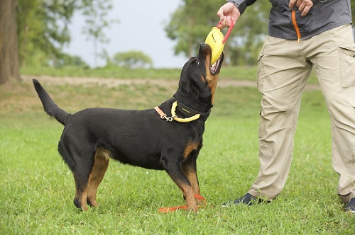 Tug da mordere per l'addestramento
del cane