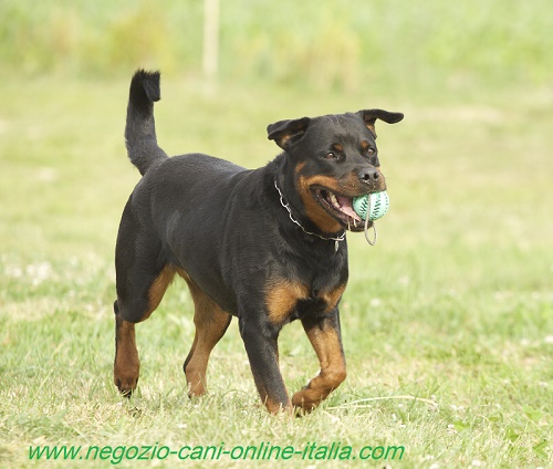 Palla dentale per il gioco e la salute del cane