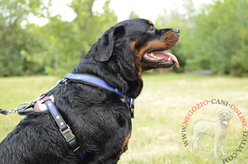 Splendida pettorina in cuoio disegnata
a mano per cani medi e grandi