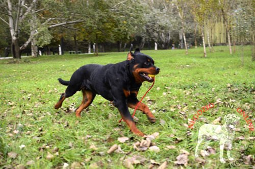 Giochi allegri del Rottweiler con la palla